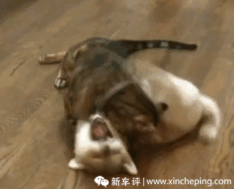 (楼猪被按在地上摩擦中)