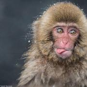 家里第三辆车的选购